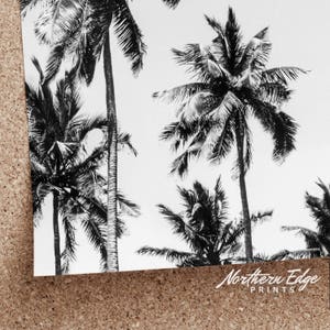 May include: Black and white photograph of palm trees against a white background. The image is cropped to show the tops of the trees. The text "Northern Edge Prints" is visible in the bottom right corner.