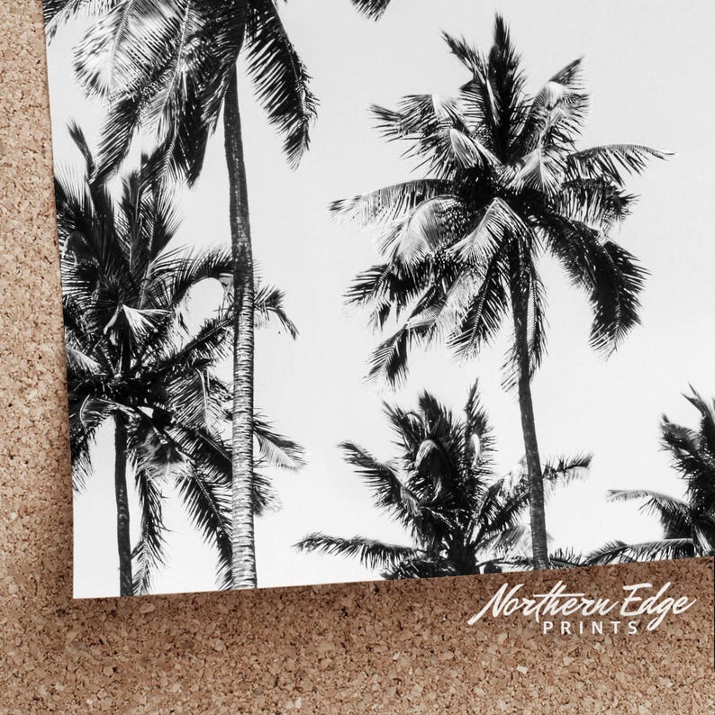May include: Black and white photograph of palm trees against a white background. The image is cropped to show the tops of the trees. The text "Northern Edge Prints" is visible in the bottom right corner.