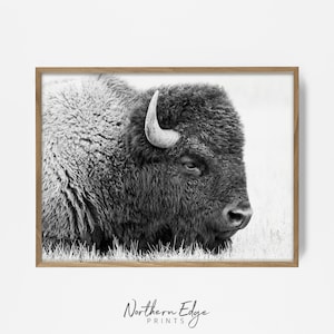 buffalo wall print, buffalo eye art, buffalo closeup, bison art, bison print, western print, country decor, southwest decor, buffalo artwork