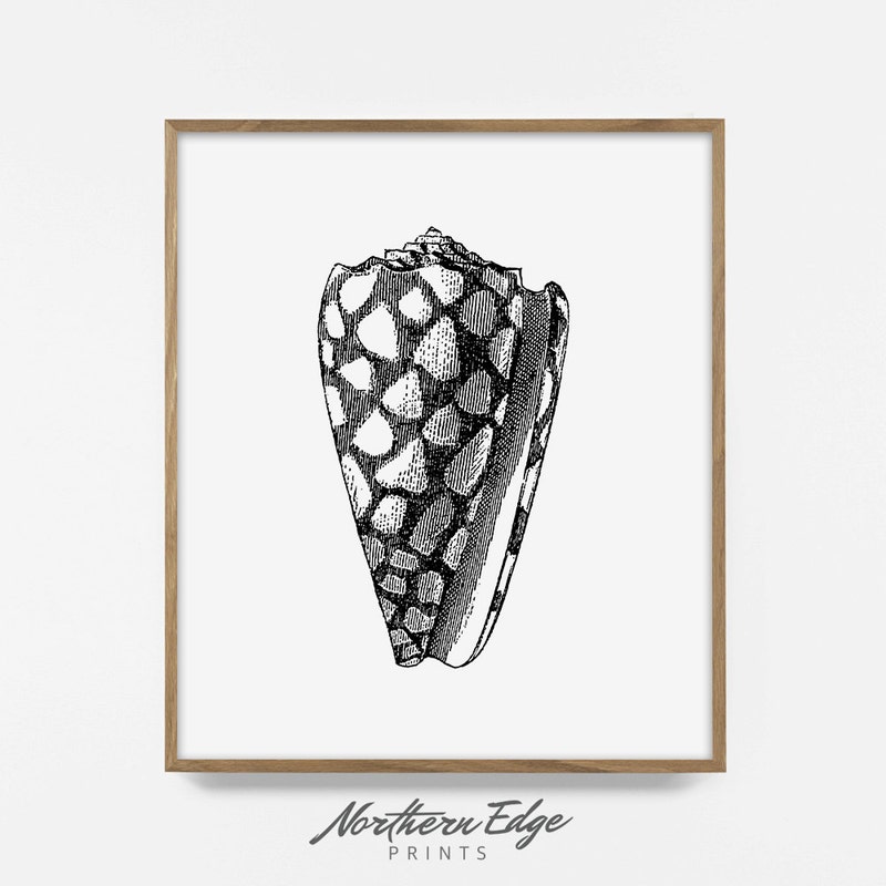 Sea Shell Print - Etsy