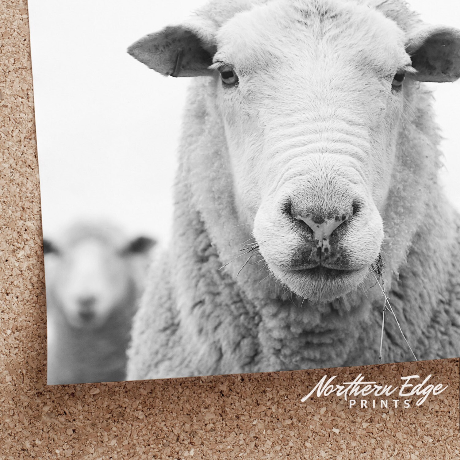 Sheep Wall Print Farm Animal Print Sheep Art Farmhouse Etsy