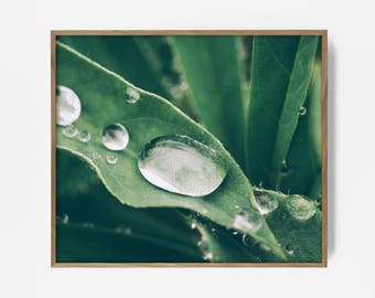 water droplet print, botanical print, botanical photo, leaf print, leaf wall art, leaf photo, botanical wall art, botanical print, floral