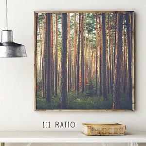 May include: A photograph of a forest with tall trees. The trees are mostly brown and green, with some hints of orange and yellow. The sun is shining through the trees, creating a warm and inviting atmosphere.