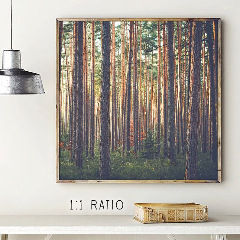 May include: A photograph of a forest with tall trees. The trees are mostly brown and green, with some hints of orange and yellow. The sun is shining through the trees, creating a warm and inviting atmosphere.