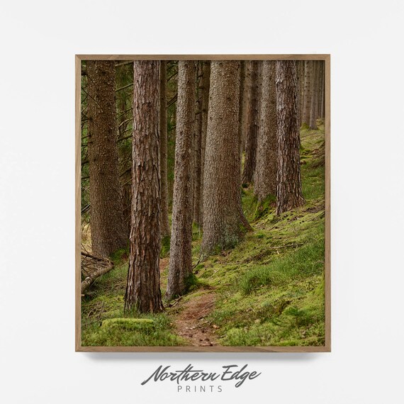 Forest Print Tree Print Printable Photography Printable | Etsy