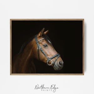 thoroughbred horse, brown horse print, horse photo, equestrian print, equestrian photo, equestrian decor, western decor, southwest decor