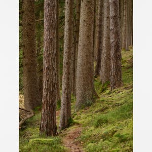 Forest Print, Tree Print, Printable Photography, Printable Tree Print ...