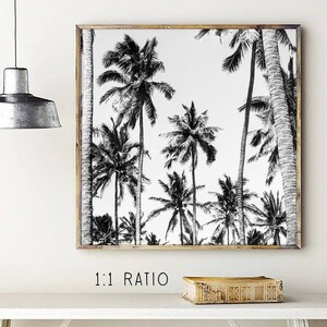 May include: Black and white photograph of palm trees against a white background. The image is framed in a wooden frame.