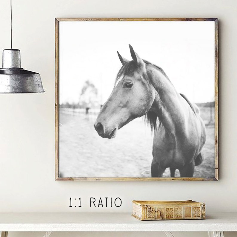 horse print, black and white horse photo, printable horse print, nordic horse art, equestrian print, printable art, horse decor, wild horse image 3