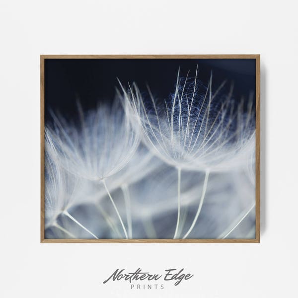 macro dandelion print, macro wall art, macro photography, macro print, closeup print, closeup floral art, closeup dandelion wall art, shabby