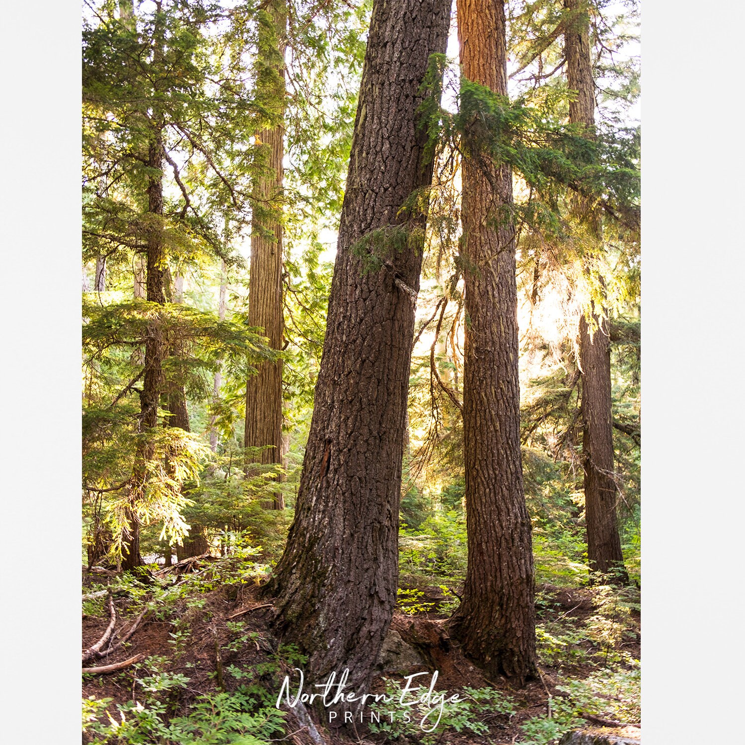 Forest Print Tree Print Printable Photography Printable - Etsy