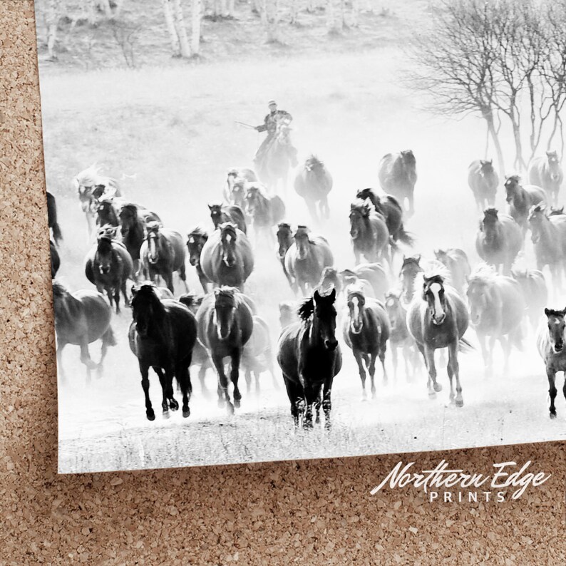 Pode incluir: Uma fotografia a preto e branco de um rebanho de cavalos a correr por um campo. Um cavaleiro solit&aacute;rio est&aacute; &agrave; dist&acirc;ncia, liderando os cavalos.