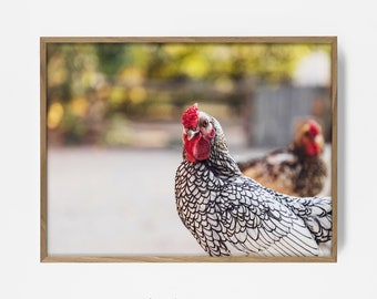 rooster print, farm decor, chicken wall photo, printable farm art, peekaboo chicken print, bw farm decor, rooster wall print, country decor