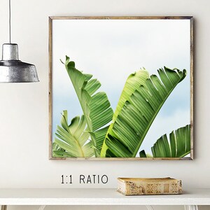 Op de afbeelding: Een ingelijste print met levendige groene bananenbladeren tegen een lichtblauwe lucht. De bladeren hebben opvallende nerven en zijn geplaatst in een natuurlijke houten lijst. De tekst "1:1 RATIO" staat eronder.