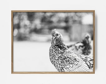rooster print, farm decor, chicken wall photo, printable farm art, peekaboo chicken print, bw farm decor, rooster wall print, country decor