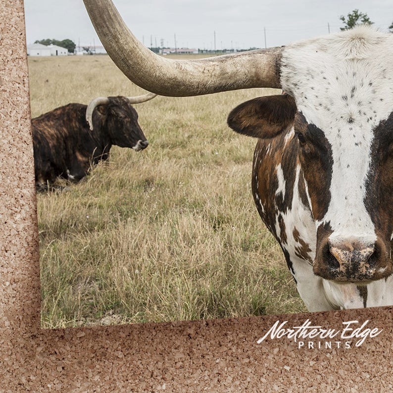 May include: A close-up photograph of a Texas Longhorn cow with a white and brown spotted face and large horns. Another Longhorn cow is visible in the background, grazing in a grassy field. The image is a print from Northern Edge Prints.