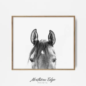 peekaboo horse, bw horse print, horse photo, equestrian print, equestrian photo, equestrian decor, western decor, southwest decor, bw print