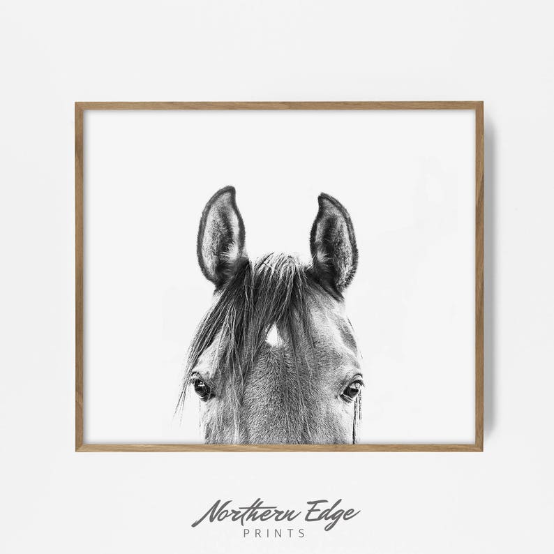 peekaboo horse bw horse print horse photo equestrian print image 1