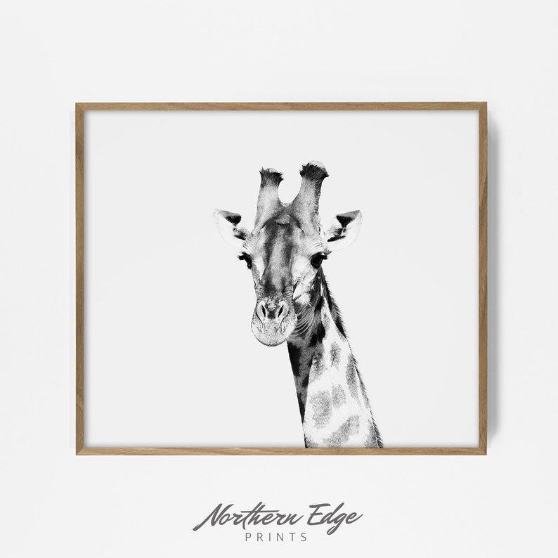 giraffe print, printable giraffe, black and white safari, safari print, zoo animal print, zoo animal artwork, tribal print, bw safari print picture relating to Printable Giraffe Pictures called giraffe print, printable giraffe, black and white safari, safari print, zoo animal print, zoo animal artwork, tribal print, bw safari print