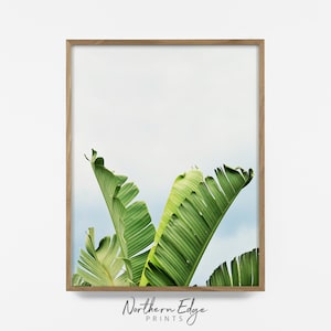 Op de afbeelding: Een ingelijste print met levendige groene bananenbladeren tegen een lichtblauwe lucht. De bladeren hebben opvallende nerven en zijn gevat in een natuurlijke houten lijst. De print is onderaan voorzien van het label "Northern Edge Prints".