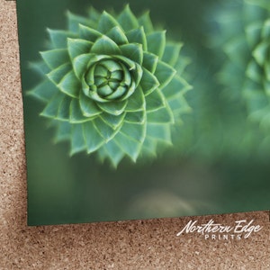 Succulents Printable Photography, Plant Art, Floral Print, Wall Decor ...