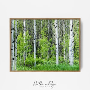 aspen forest print, green tree wall art, summer woodland print, forest print, birch tree photo, birch forest art, cabin wall print 201952