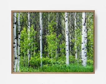 aspen forest print, green tree wall art, summer woodland print, forest print, birch tree photo, birch forest art, cabin wall print 201952