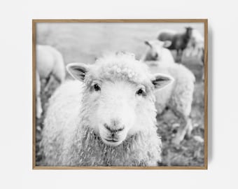 sheep print, farm decor, sheep wall photo, printable farm art, peekaboo sheep print, farmhouse decor, country art print, country decor, lamb