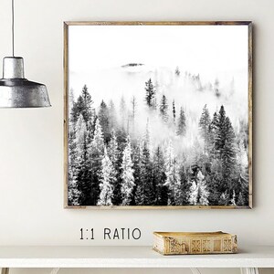 May include: Black and white photograph of a foggy forest with tall trees. The image has a 1:1 ratio.
