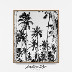 May include: Black and white photograph of palm trees against a white sky. The image is framed in a natural wood frame.