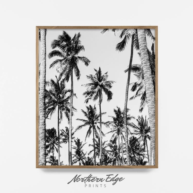 May include: Black and white photograph of palm trees against a white sky. The image is framed in a natural wood frame.