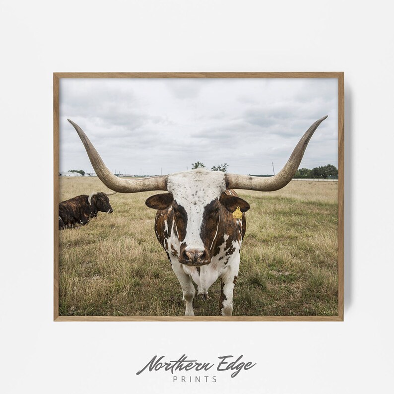 May include: A framed print featuring a Texas Longhorn cow with large horns, brown and white markings, and a yellow ear tag. Another cow is in the background. The print is set in a field under a cloudy sky. The text "Northern Edge PRINTS" is at the bottom.