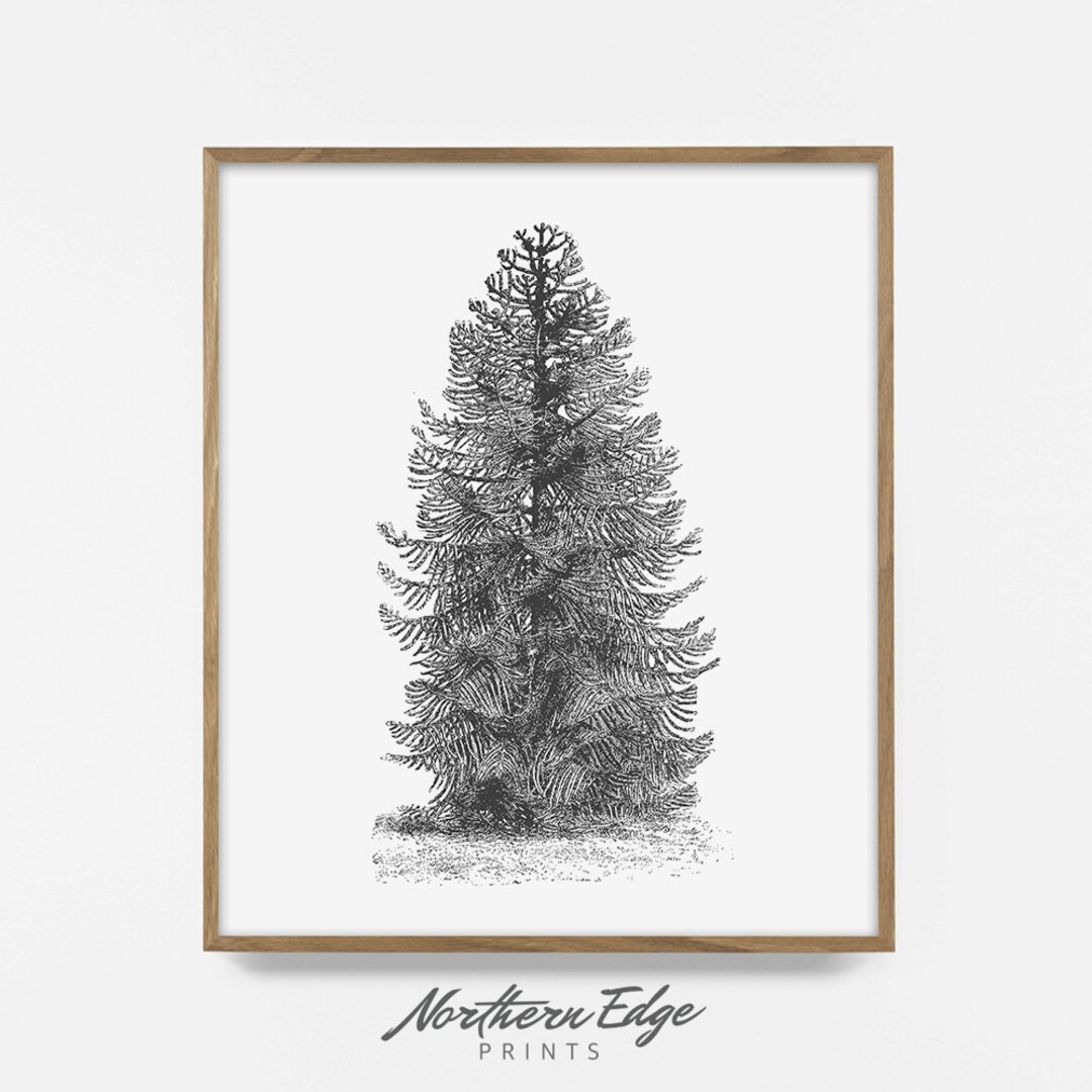 Pine Tree, Download, Digital Print, Rustic Print, Cabin Decor ...