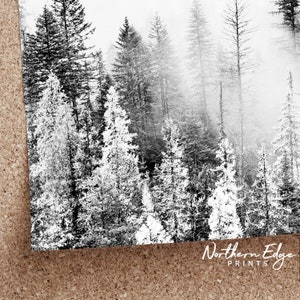 May include: Black and white photograph of a dense forest with tall trees covered in snow. The trees are silhouetted against a foggy background.