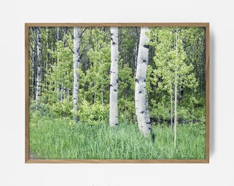 aspen forest print, beautiful tree wall art, summer woodland print, forest print, birch tree photo, birch forest art, cabin print 2019109