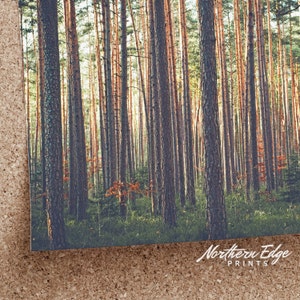 May include: A photograph of a dense forest with tall, slender trees. The trees are mostly brown and gray, with some green foliage visible. The sun is shining through the trees, creating a warm, inviting atmosphere.