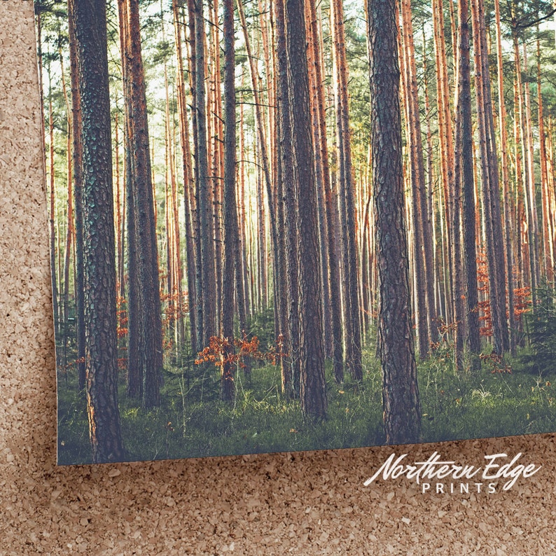 May include: A photograph of a dense forest with tall, slender trees. The trees are mostly brown and gray, with some green foliage visible. The sun is shining through the trees, creating a warm, inviting atmosphere.