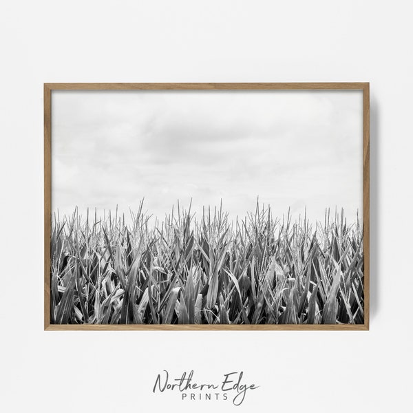 beautiful corn field print, country art, rustic country, farm house decor, farmhouse, cabin print, spring print, farm art, southern 202078