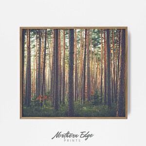 May include: A framed photograph of a forest with tall, slender trees. The trees are mostly green, but some have a reddish-brown hue. The sun is shining through the trees, creating a warm, golden glow.