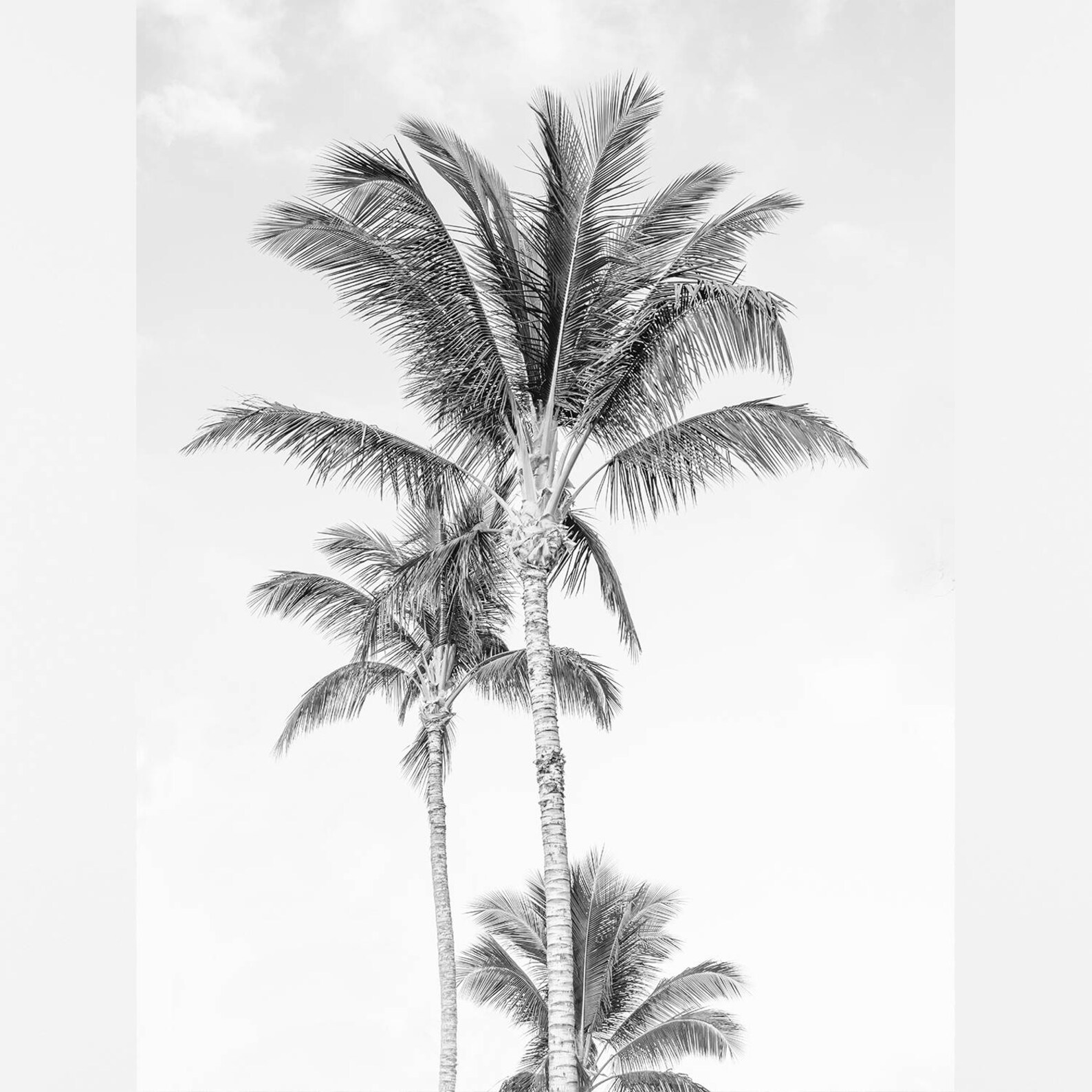 Black and White Palm Tree Art Wall Decor Palm Art Print Bw Etsy