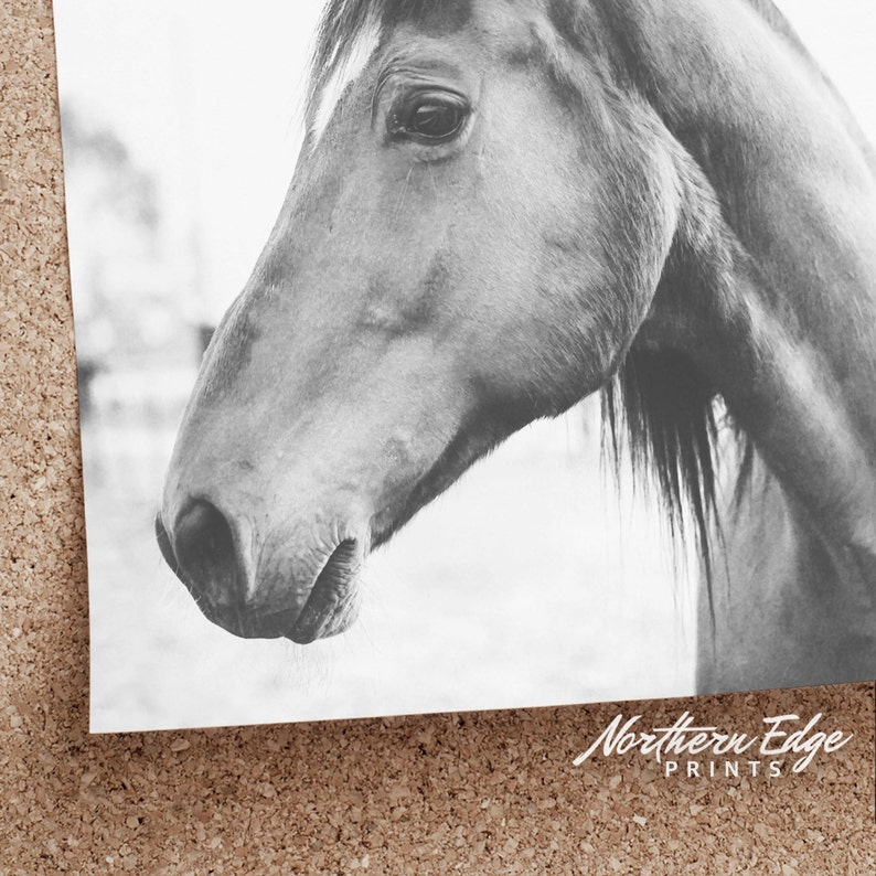 horse print, black and white horse photo, printable horse print, nordic horse art, equestrian print, printable art, horse decor, wild horse image 4