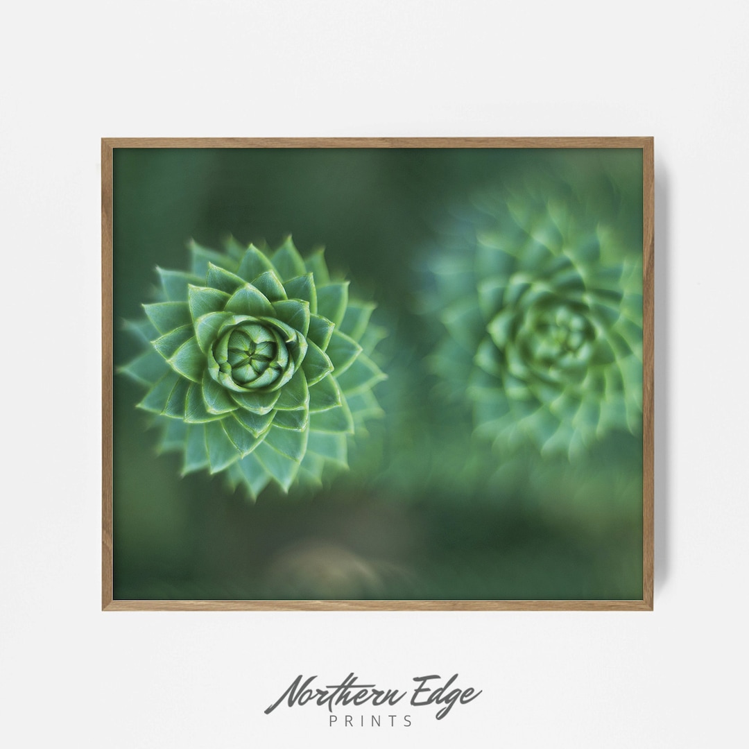 Succulents Printable Photography, Plant Art, Floral Print, Wall Decor ...