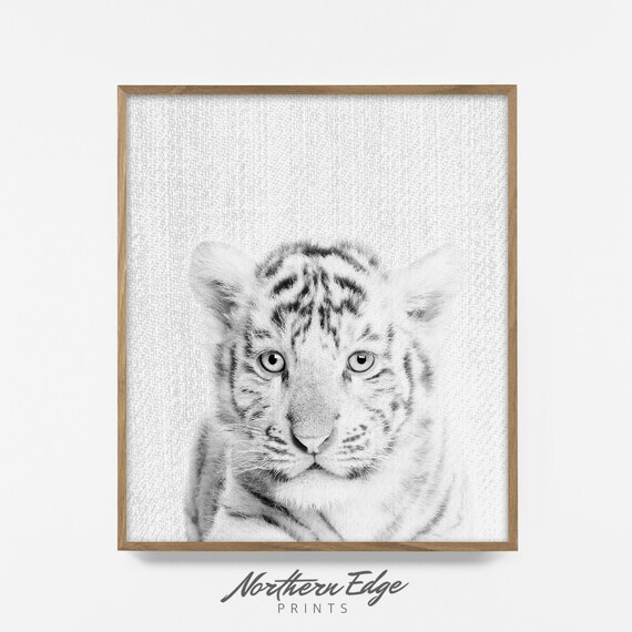 Bw Bebe Tigre Blanco Impresion De Tigre Imprimible Arte Etsy