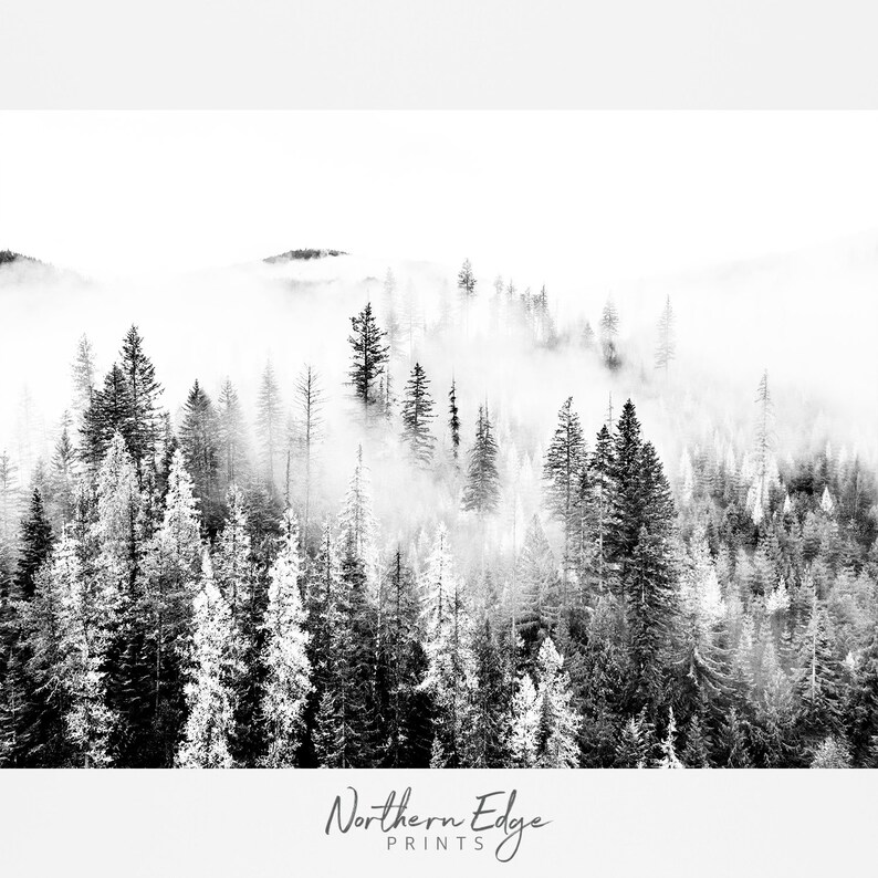 May include: A black and white photograph of a forest with fog rolling through the trees. The trees are tall and slender, and the fog is thick and white. The image is taken from a high angle, looking down on the forest.