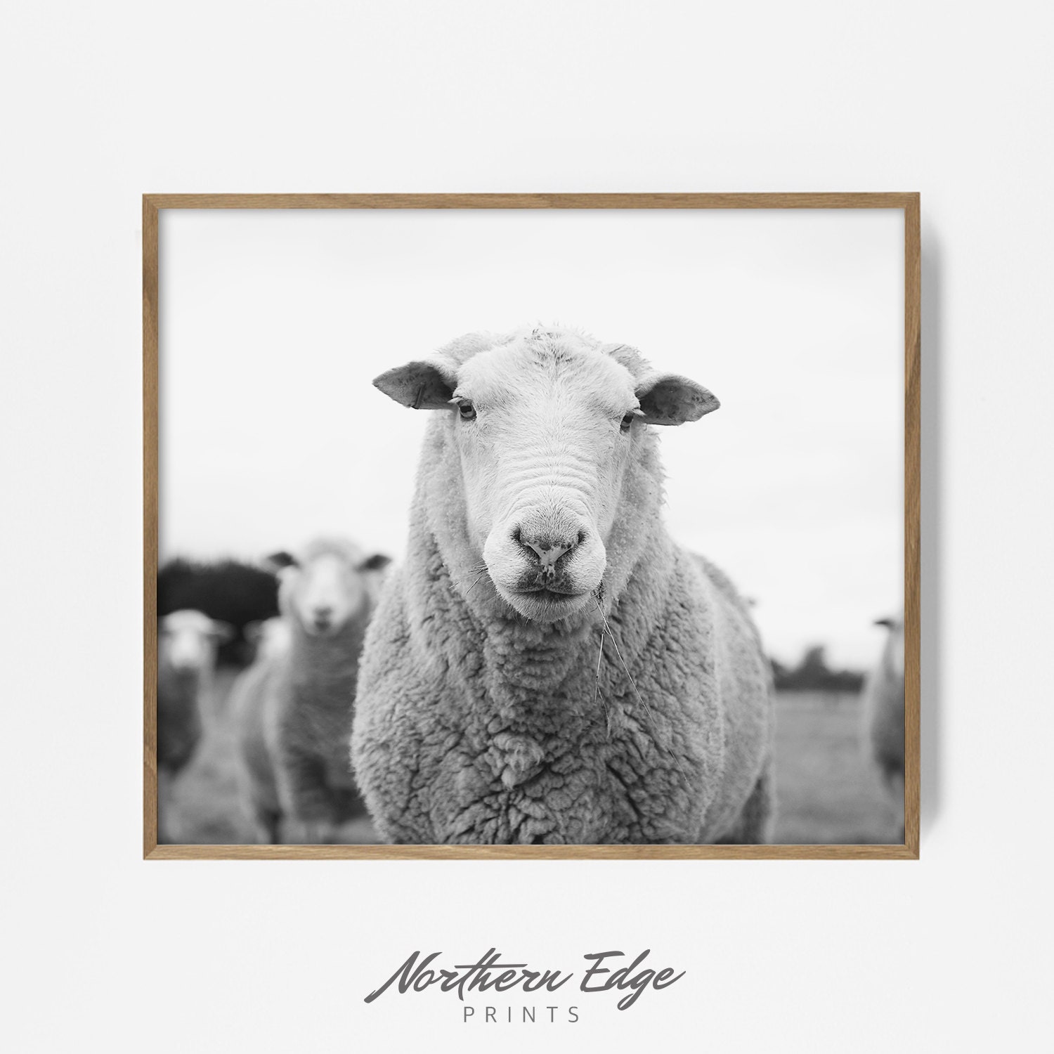 Sheep Wall Print Farm Animal Print Sheep Art Farmhouse Etsy