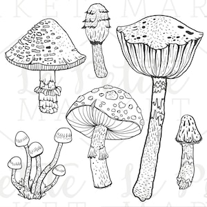Op de afbeelding: Een set van vijf zwart-witte lijntekeningen van paddenstoelen. De paddenstoelen zijn realistisch getekend en omvatten een verscheidenheid aan vormen en maten.