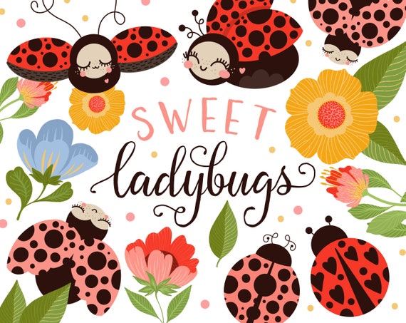 Ladybug Images  Free Photos, PNG Stickers, Wallpapers