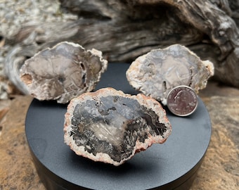 PWK8 Large Polished Petrified Wood  Limb Cast Slices (Madagascar) Drawer Cabinet Pulls Knobs, Matte Black Finish