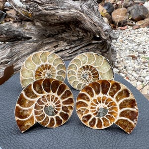 May include: Four polished ammonite fossils with spiral patterns. The fossils display a range of colours, including brown, tan, and cream. The specimens are arranged on a dark surface, showcasing their intricate details and natural beauty.