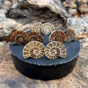 Op de afbeelding: Een verzameling gefossiliseerde ammonietschelpen, met ingewikkelde spiraalpatronen in bruine en bruingele tinten. De schelpen worden getoond op een zwart, cirkelvormig platform, met een natuurlijke achtergrond.